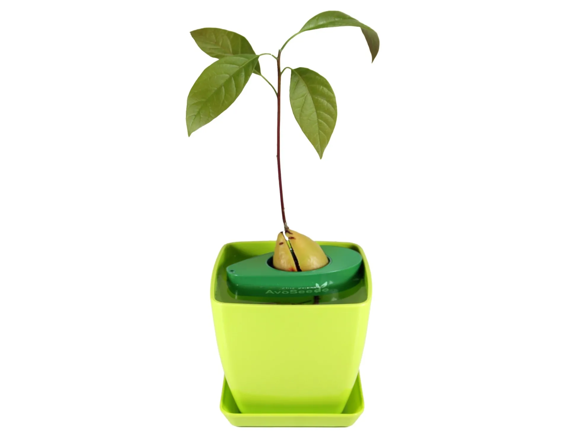 AvoSeedo - züchte Avocado