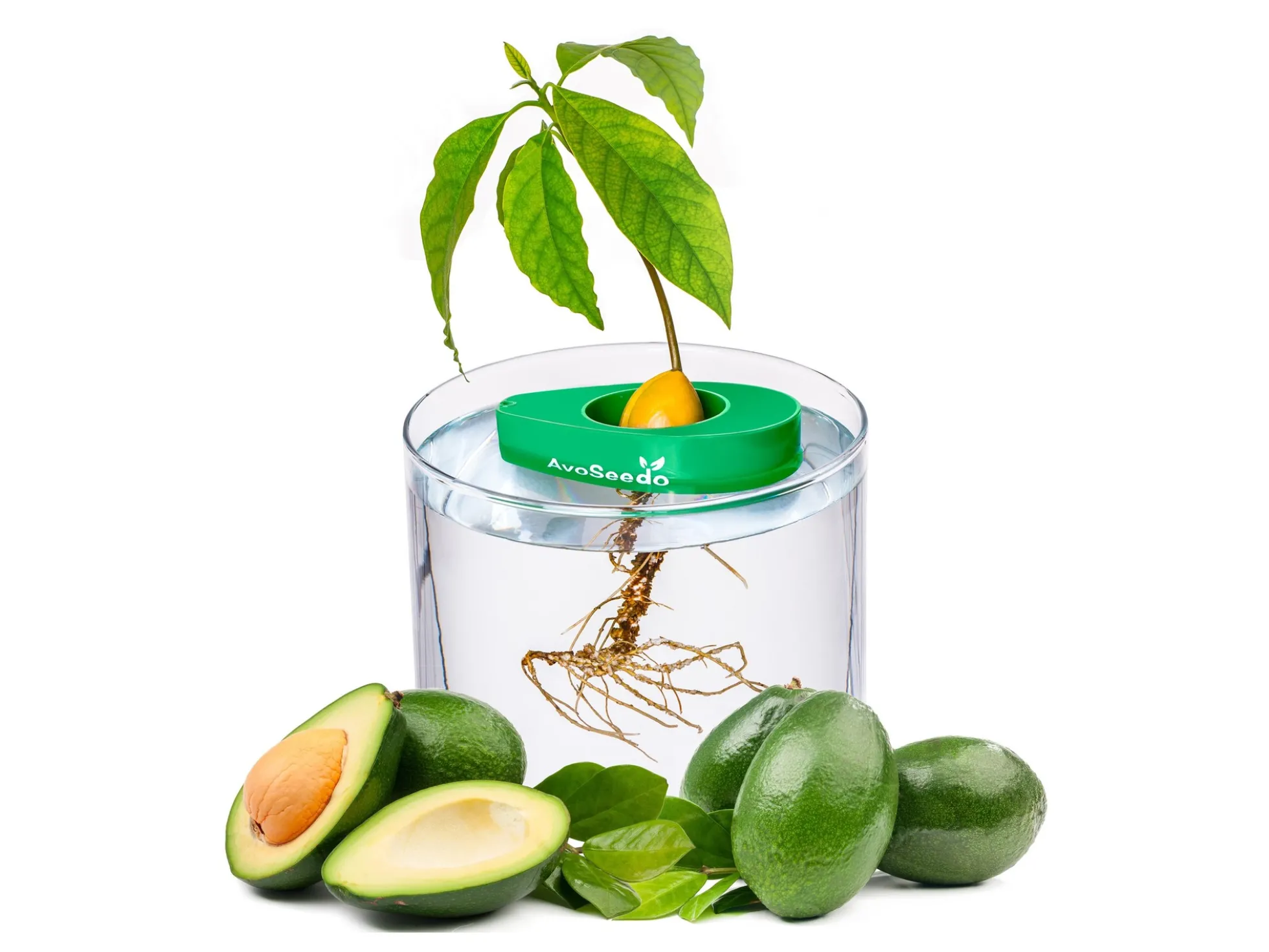 AvoSeedo - züchte Avocado