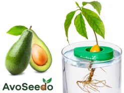 AvoSeedo - züchte Avocado