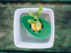 AvoSeedo - züchte Avocado