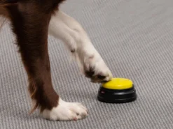 Einspielbare Kommandotasten Für Hunde - Spralla