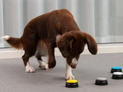 Einspielbare Kommandotasten Für Hunde - Spralla