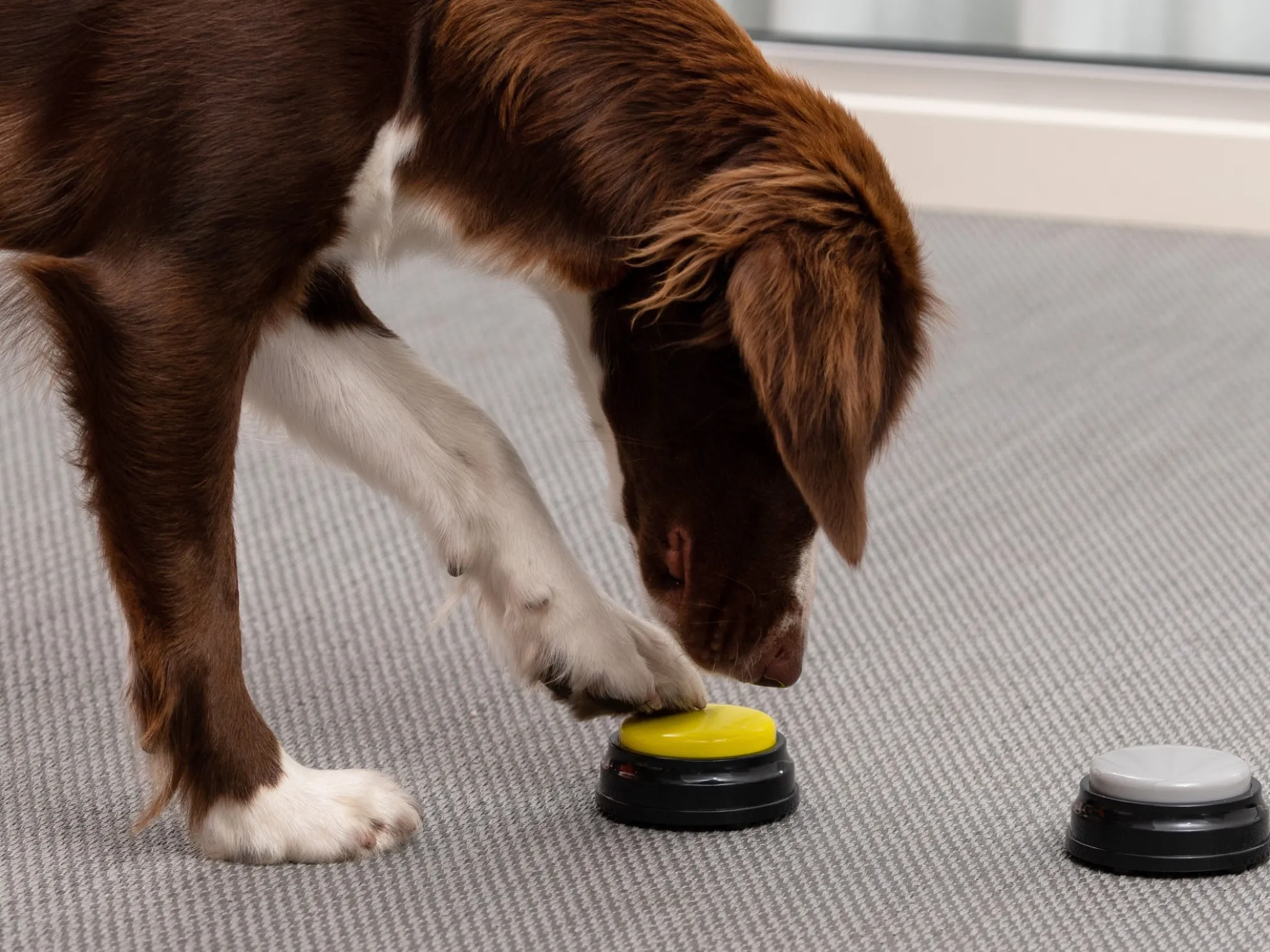 Einspielbare Kommandotasten Für Hunde - Spralla