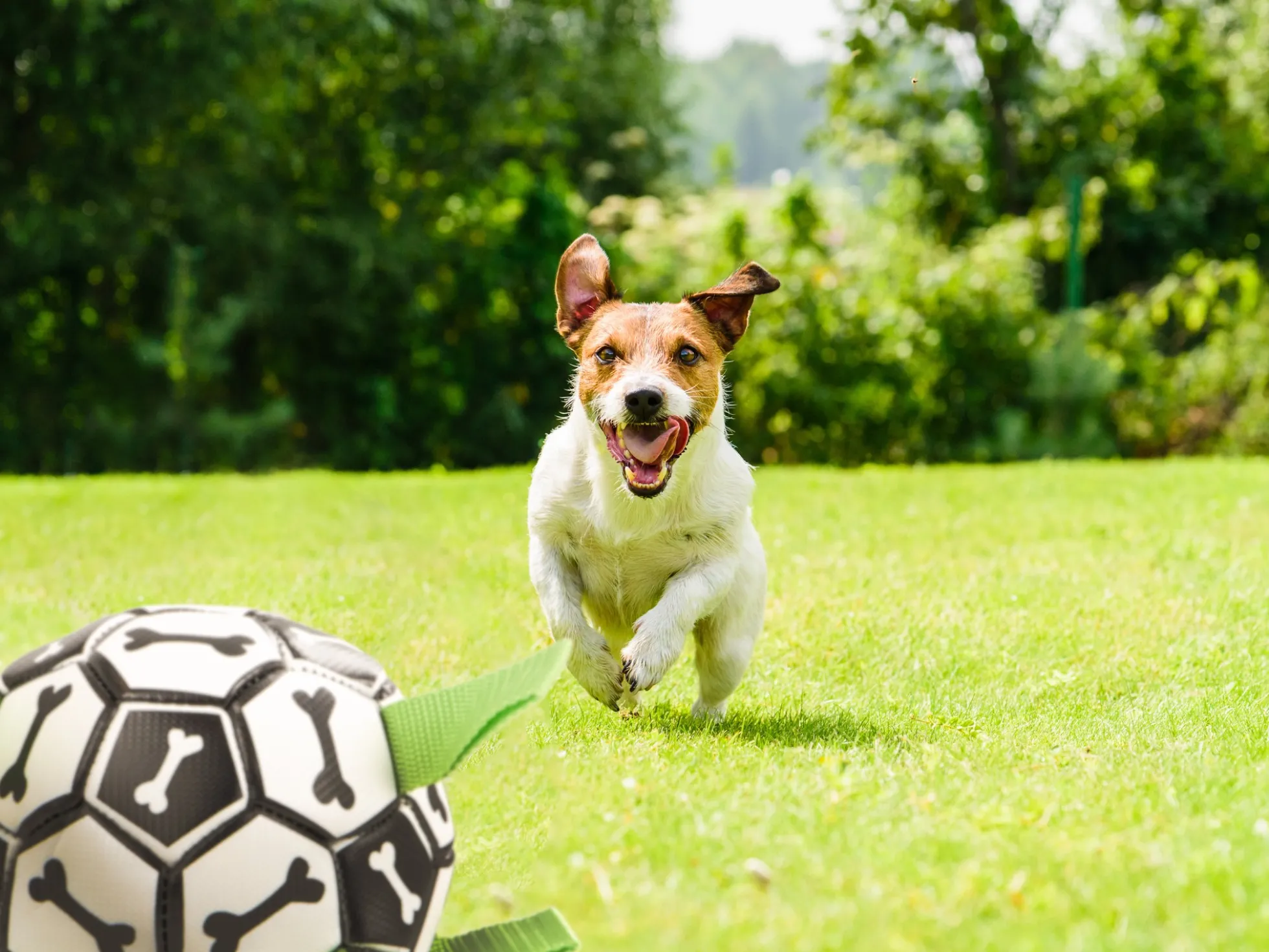 Hundefußball