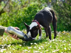 Hundetrinkflasche - Utenu