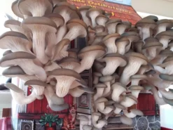 Schwedisches Pilzhaus
